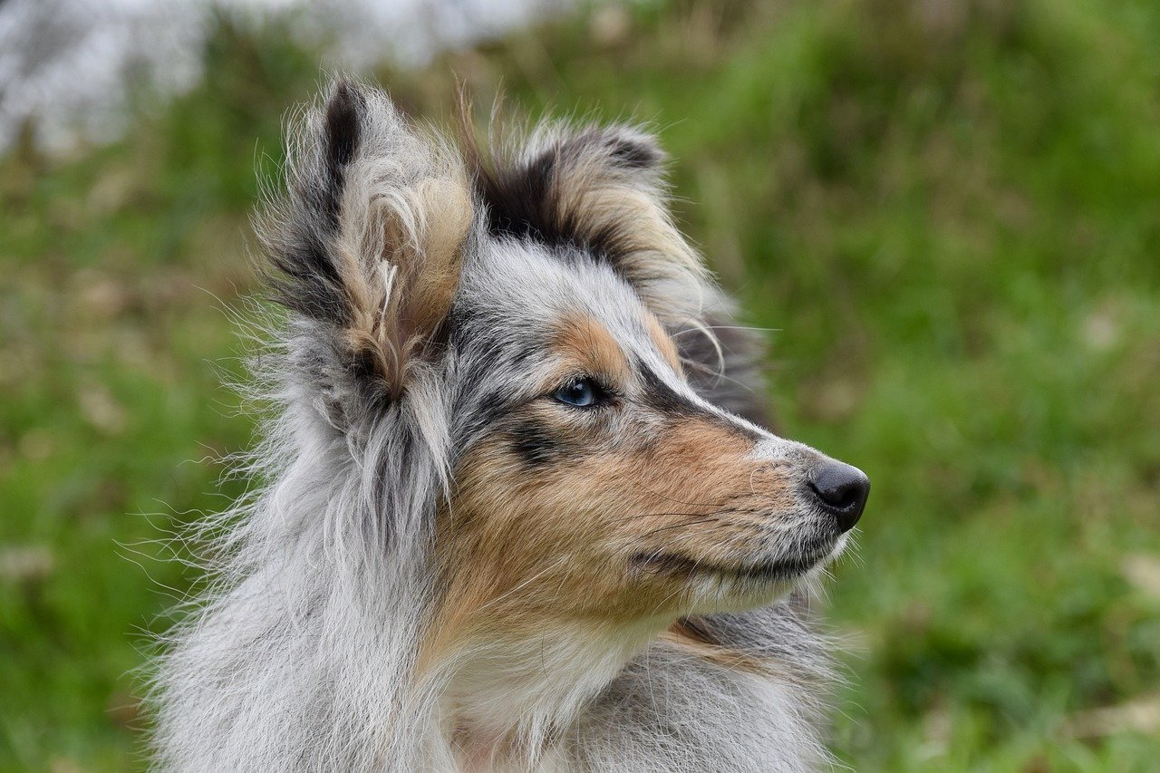 Understanding the Unique Traits of the Icelandic Sheepdog